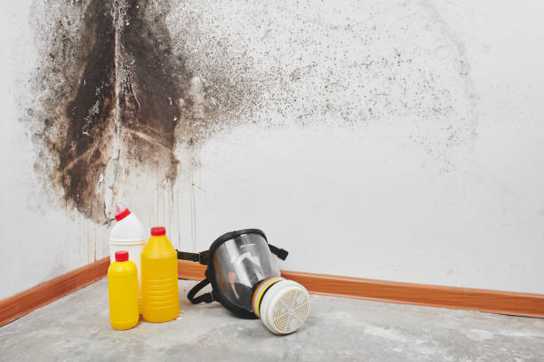 Best Mold Remediation for Schools in Colorado City, TX