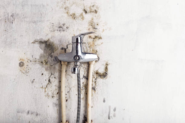 Trusted Colorado City, TX Mold Remediation Experts
