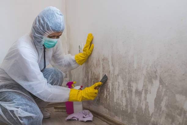 Best Emergency Mold Remediation in Colorado City, TX