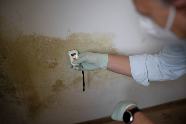 Best Basement Mold Remediation in Colorado City, TX