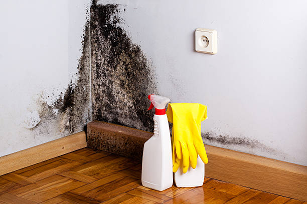 Best Preventive Mold Services in Colorado City, TX